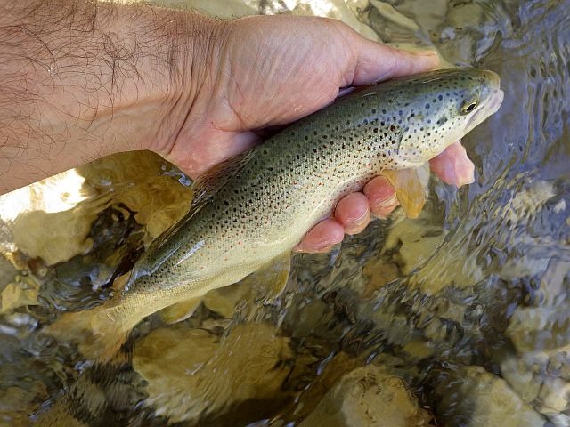 Reportage Buëch dépt Drôme 26 Avozetto Webzine Pêche Mouche