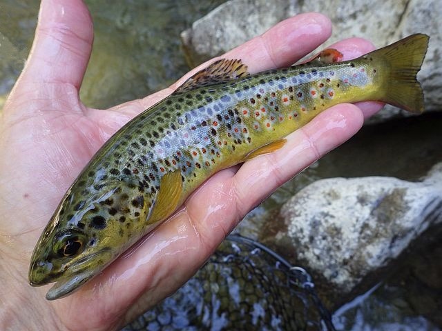 Reportage Clapouse dépt Alpes-de-Haute-Provence 04 Avozetto Webzine Pêche Mouche