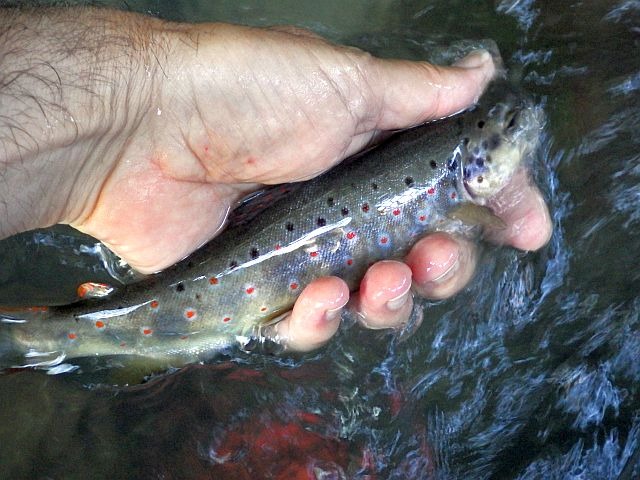 Reportage One dépt 31 Haute-Garonne Avozetto Webzine Pêche Mouche