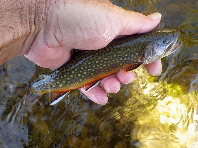 Reportage Nant de Bramant dépt Savoie 73 Avozetto Webzine Pêche Mouche