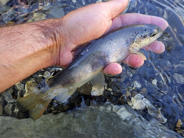 Reportage Torrent des Glaciers Dépt 73 Savoie Avozetto Webzine Pêche Mouche